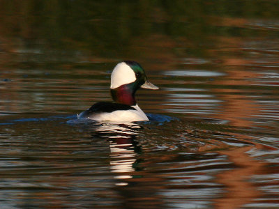 Bufflehead