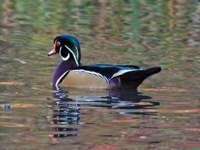 Wood Duck