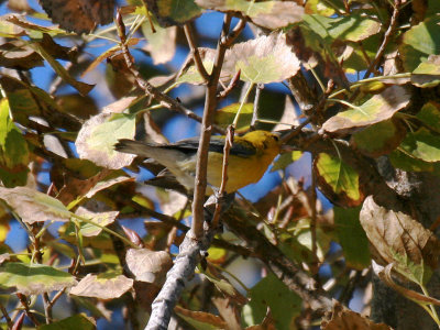 Prothonotary Warbler