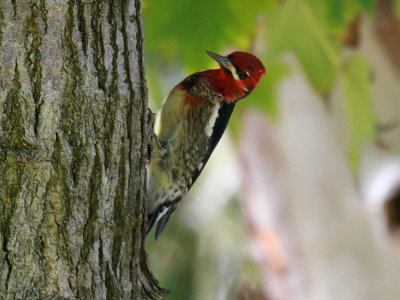 Hybrid Red-naped Sapsucker x Red-breasted Sapsucker