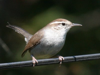 Bewick's Wren