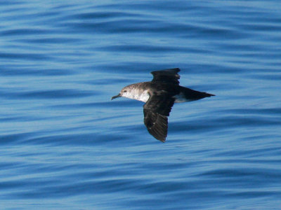 Black-vented Shearwater