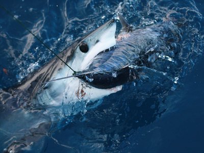 Short-finned Mako Shark