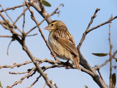 Northern Red Bishop (Orange Bishop)