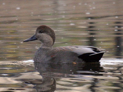 Gadwall