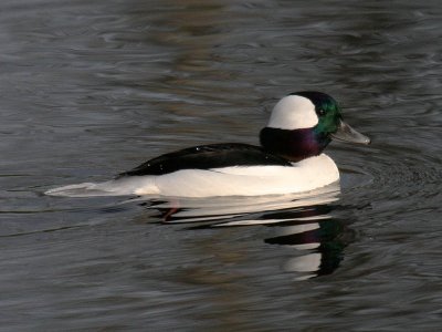 Bufflehead