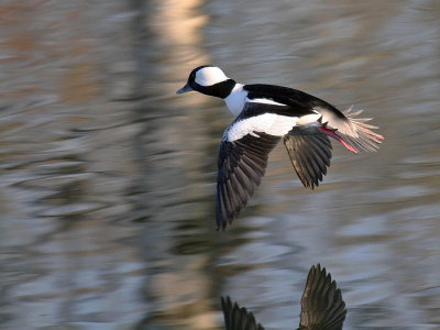 Bufflehead