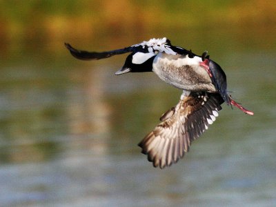 Bufflehead