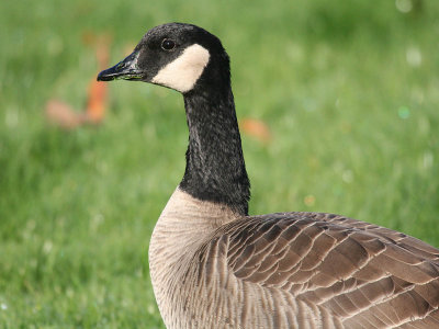 Taverner's Cackling Goose