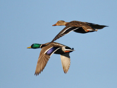 Mallard