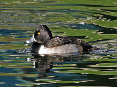 Ring-necked Duck