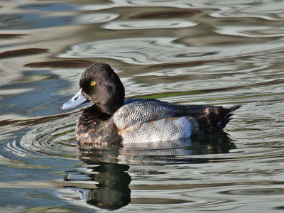 Lesser Scaup