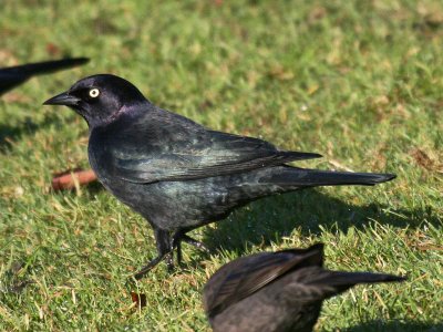 Brewer's Blackbird