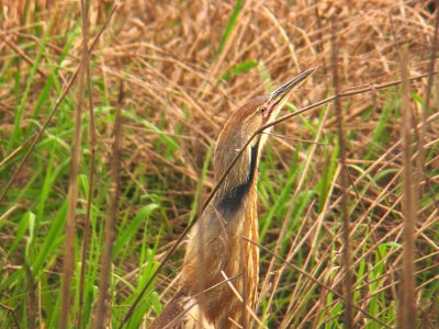 American Bittern