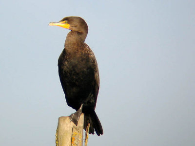 Double-crested Cormorant