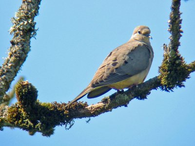 Mourning Dove