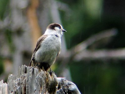 Gray Jay