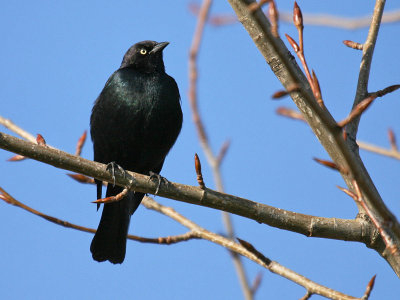 Bewer's Blackbird