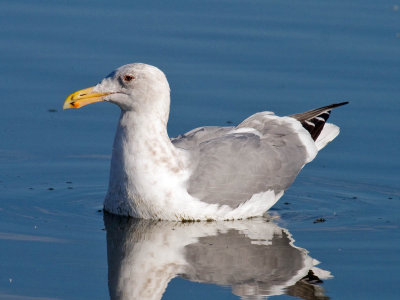 Olympic Gull (Glaucous-winged x Western Gull)