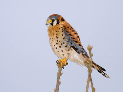 American Kestrel