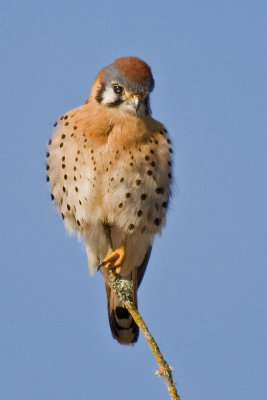 American Kestrel