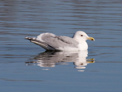 Glaucous-winged x Western Gull