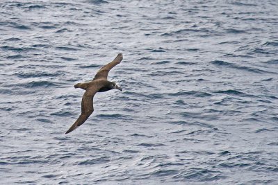 Black-footed Albatross