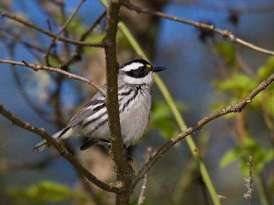 Black-throated Gray Warbler