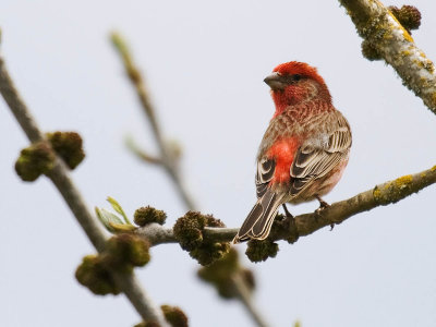 Purple Finch