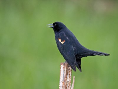 Red-winged Blackbird