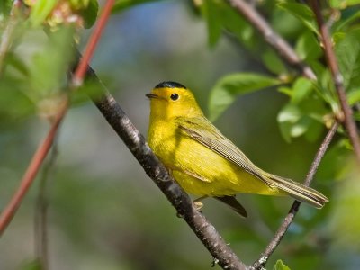 Wilson's Warbler