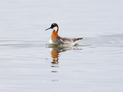 Red-necked Phalarope