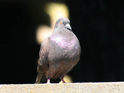 Rock Pigeon