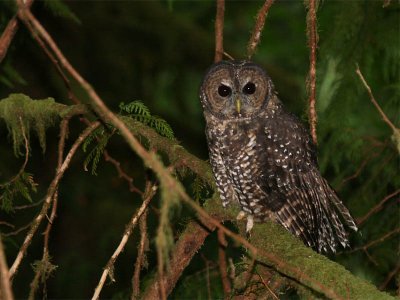 Spotted Owl