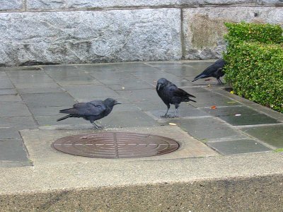 Northwestern Crow