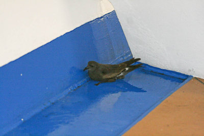 Leach's Storm-Petrel