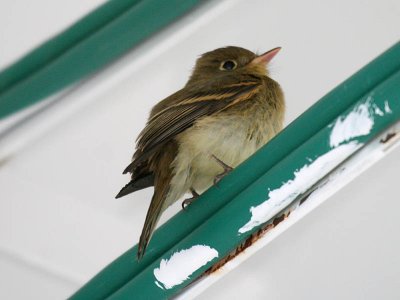 Western Flycatcher