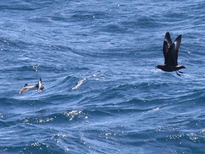 Skua attacks shearwater