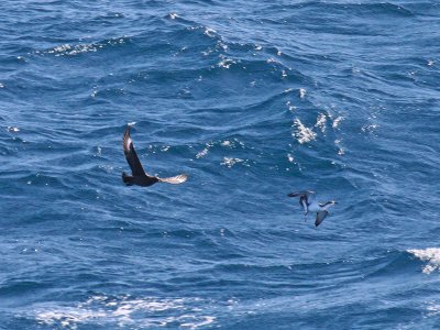 Skua attack