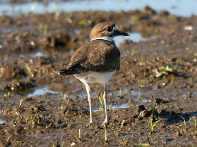 Killdeer