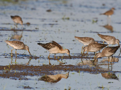 Ruff and Long-billed Dowitchers