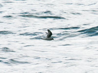 Fork-tailed Strom-Petrel