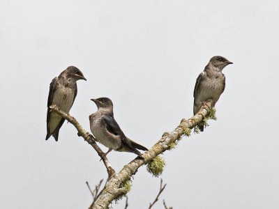 Purple Martin