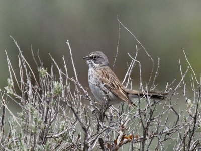 Sage Sparrow