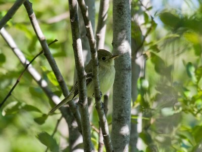 Pacific-slope Flycatcher