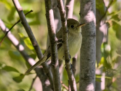 Pacific-slope Flycatcher