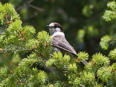 Gray Jay