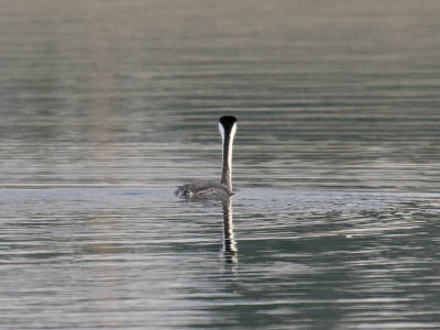 Clark's Grebe