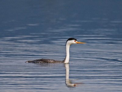 Clark's Grebe