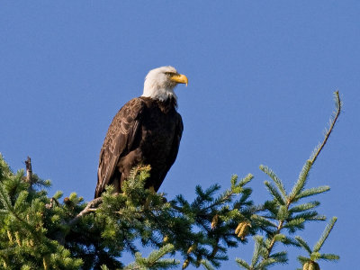 Bald Eagle